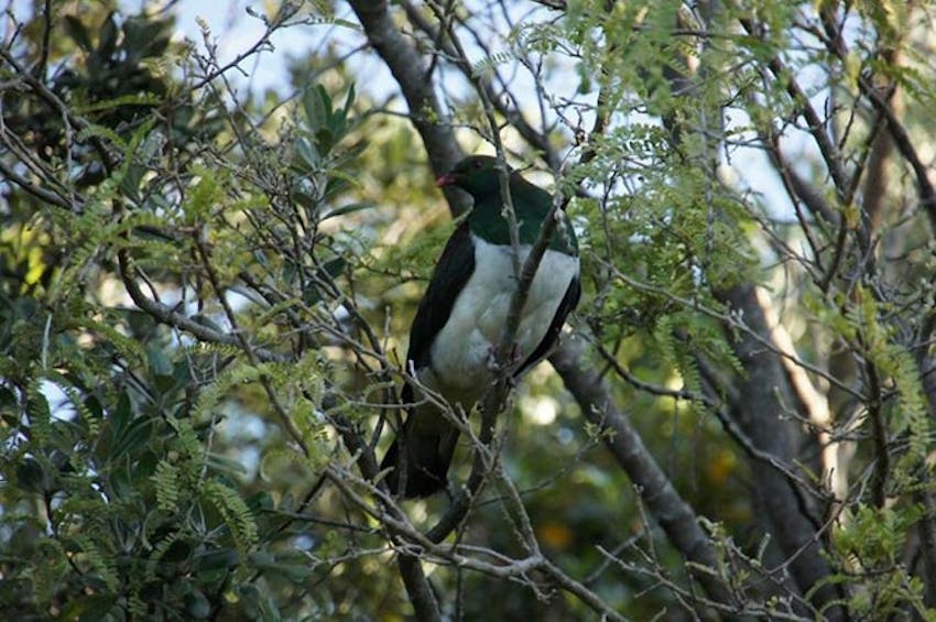 Wildlife in New Zealand with IVHQ