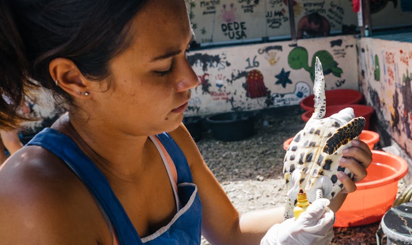 Volunteers working at a turtle sanctuary, Bali
