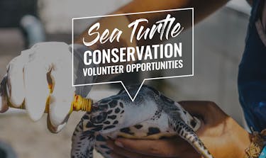 Explore the three top sea turtle conservation volunteer opportunities abroad