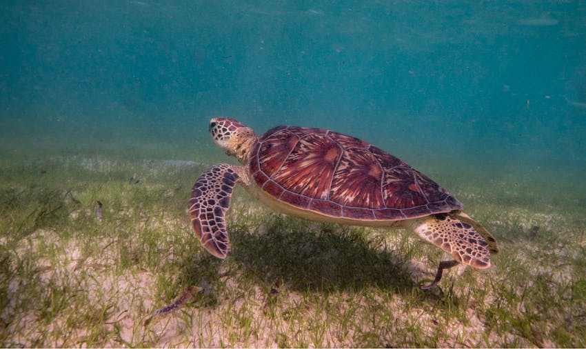 Sea Turtle Conservation Volunteering in Costa Rica