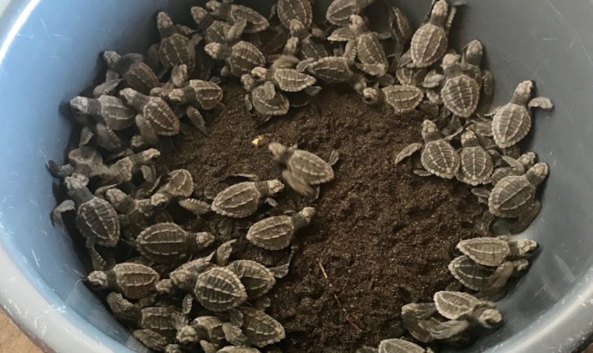 Giving back on the sea turtle volunteer programs Guatemala
