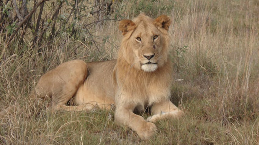 Volunteer and visit IVHQ's programs in Kenya