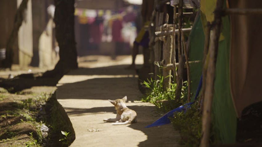 A path leading to the IVHQ Hill Tribe project in the Philippines