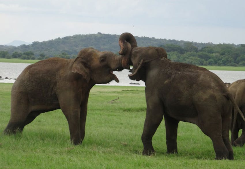 Visiting Elephants during the weekends as an IVHQ volunteer in Sri Lanka