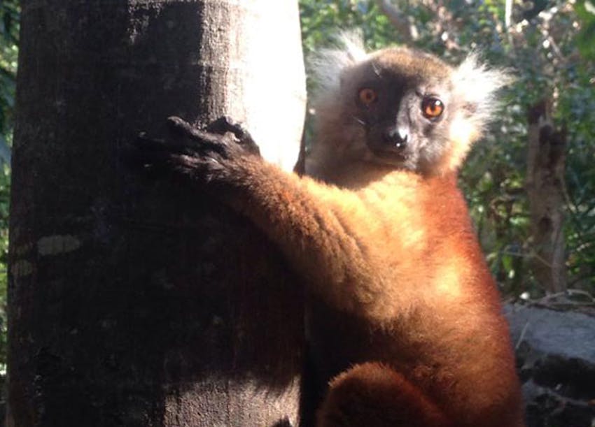 Volunteering in the land of the Lemurs - Madagascar!