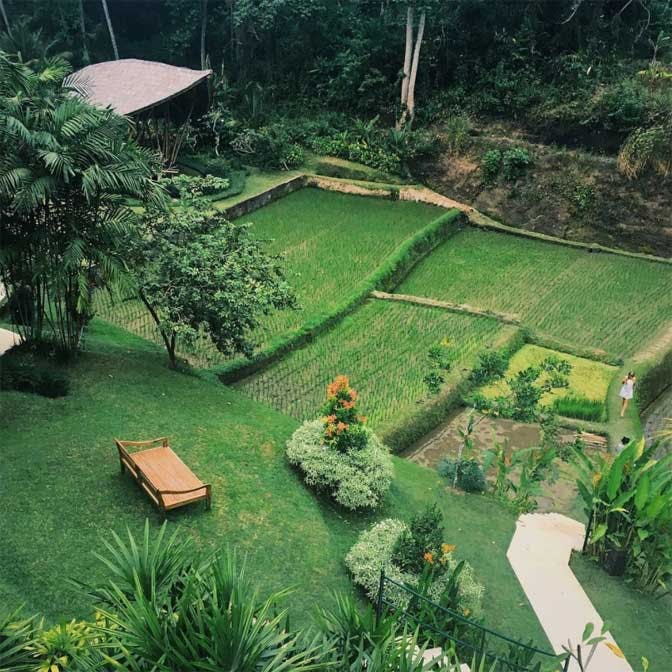 Visit the rice fields of Bali with IVHQ during your weekends