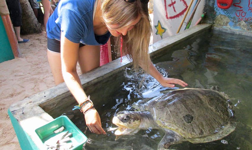 Volunteering with turtles in Sri Lanka with IVHQ