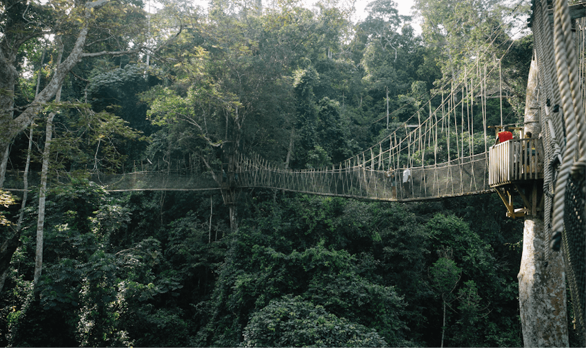 Volunteers in Ghana find Kakum National Park a great day out