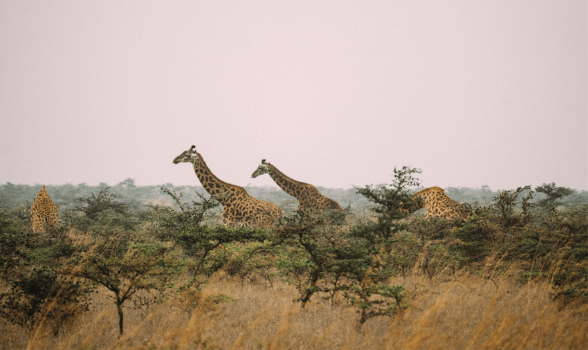 Find amazing wildlife on safari as an IVHQ Kenya volunteer