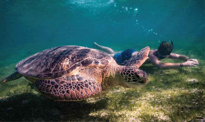 Volunteers in Madagascar can get up close and personal with an array of wildlife