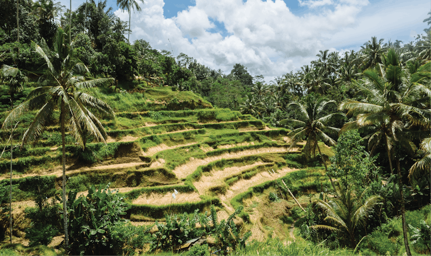 Volunteering Asia: volunteering in Bali - Ubud with IVHQ