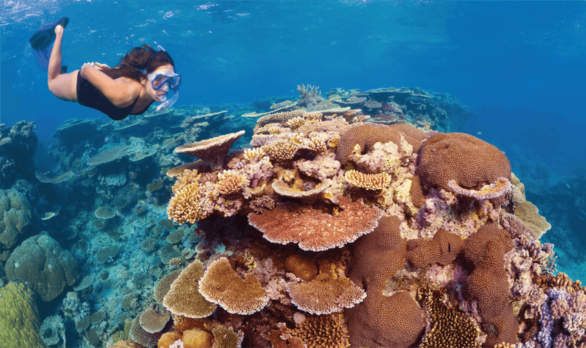 Volunteer in Australia with IVHQ