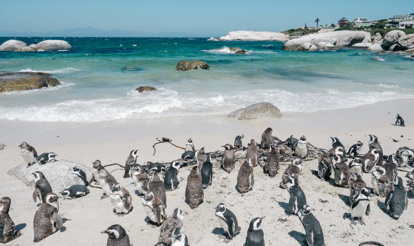 Volunteering in South Africa: Muizenburg