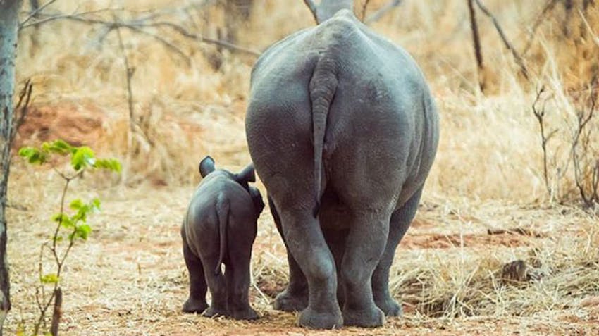 The wildlife of Victoria Falls with IVHQ