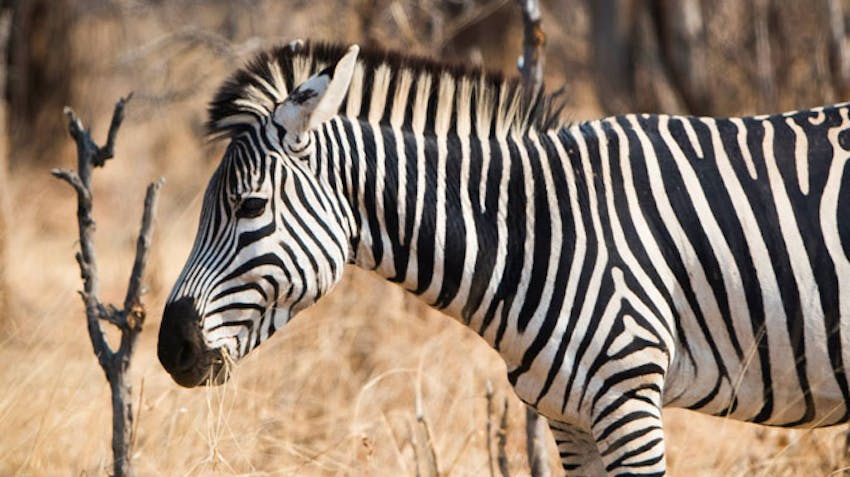A Zebra walks by the Volunteer House in Victoria Falls with IVHQ