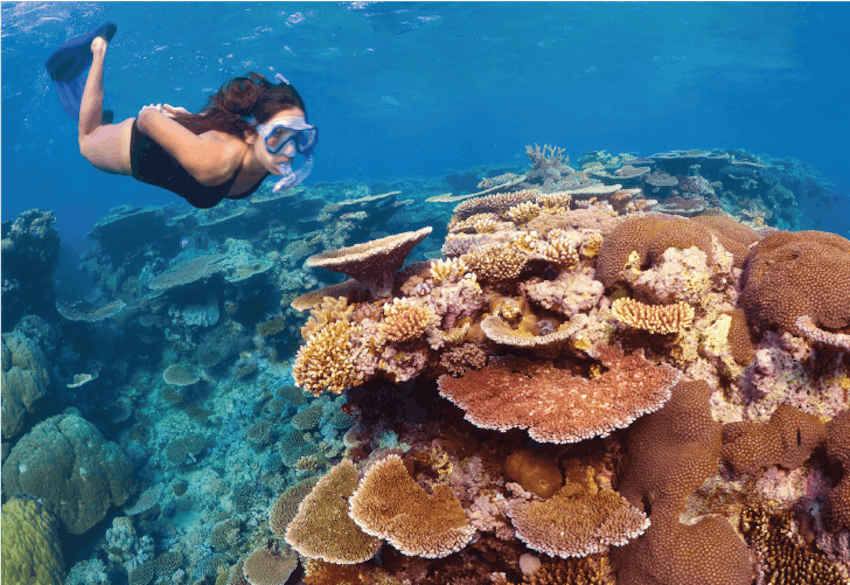 Great Barrier Reef Conservation Volunteer Program | IVHQ