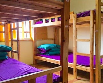 A sunlit dorm room with bunk beds, purple bedding, and large wooden-framed windows letting in natural light.