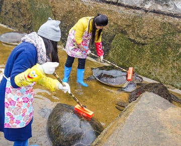 Two volunteers in aprons and boots scrub large sea turtles with brushes in a shallow pool at the sanctuary.