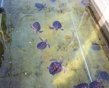 Baby turtles swim in a sunlit tank with clear water and visible reflections at the turtle conservation center.