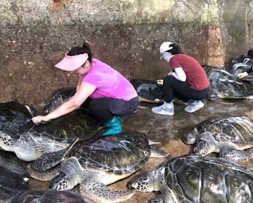 Volunteers in aprons and boots clean large sea turtles with brushes in a sheltered area at the sanctuary.