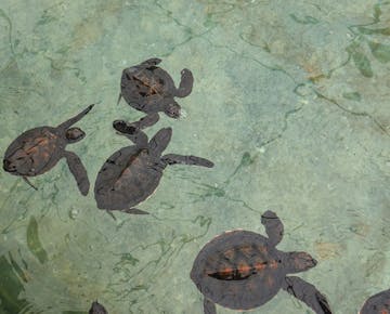 Several baby sea turtles swim together in clear shallow water, viewed from above.