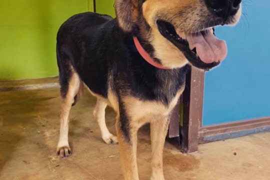 Dog on the IVHQ Animal Care volunteer project in Costa Rica