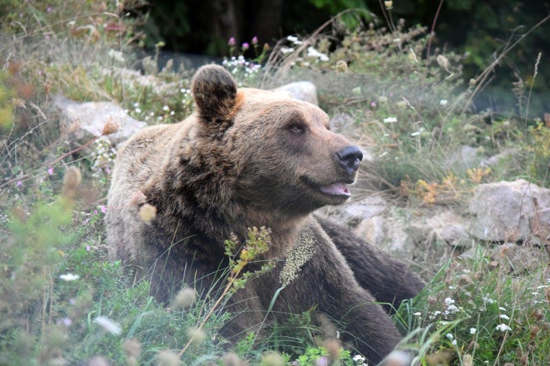 Bear Conservation Volunteer Program in Croatia - Kuterevo
