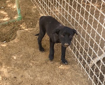 A small black puppy stands on dirt next to a metal fence, looking curiously toward the camera inside a dog shelter in Cairo.