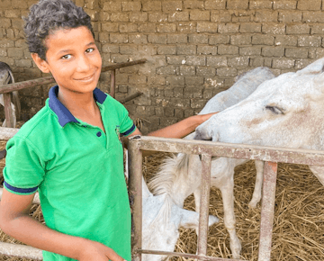 A smiling boy in a green polo shirt gently pets a white donkey and its foal inside a stable enclosure with a brick wall background.