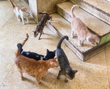 A group of cats in different colors and patterns explore a tiled indoor area with stairs at a cat rescue center in Cairo.