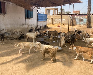 A large group of rescued dogs of various breeds and sizes gather in a shaded outdoor area of an animal shelter in Cairo, Egypt.