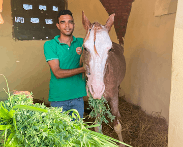 A young man in a green shirt stands beside a horse in a stable, gently holding the horse while it eats a bundle of fresh greens.