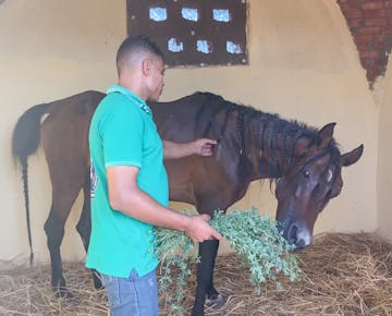 A volunteer in a green shirt feeds a braided horse inside a stable, showing care and attention as he touches the horse’s side.