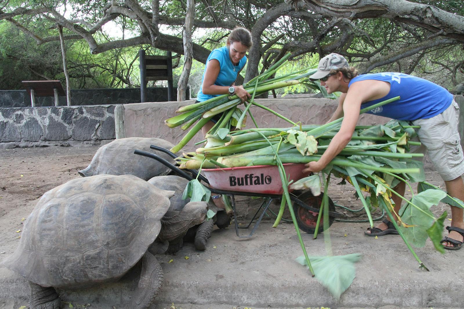 Giant Tortoise Volunteering In The Galapagos Islands