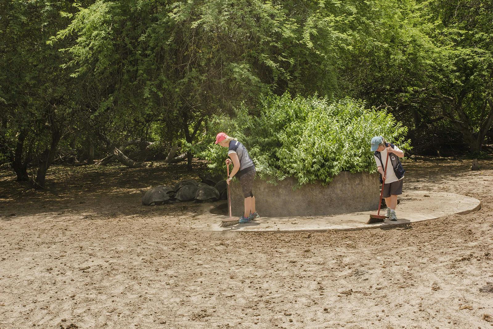 Giant tortoise conservation volunteer project in the Galapagos Islands with IVHQ