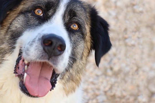Animal Shelter Volunteer Program in Greece - Athens | IVHQ