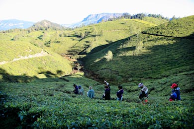 Munnar Tea Plantation Visit (overnight tour)