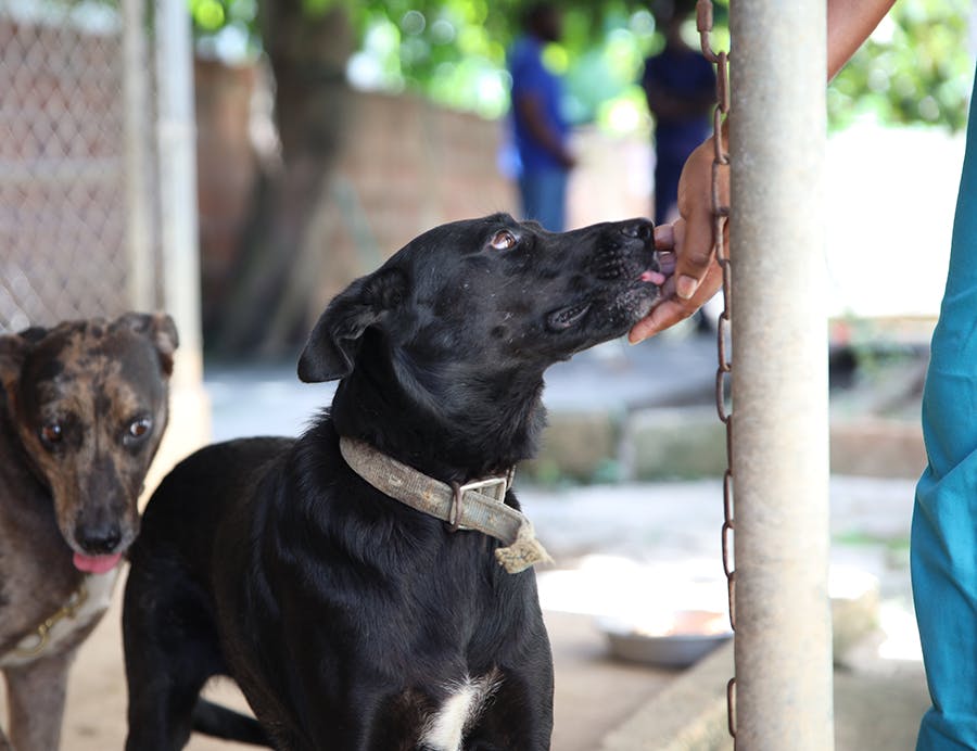 Animals at the Animal Care project in Jamaica with IVHQ