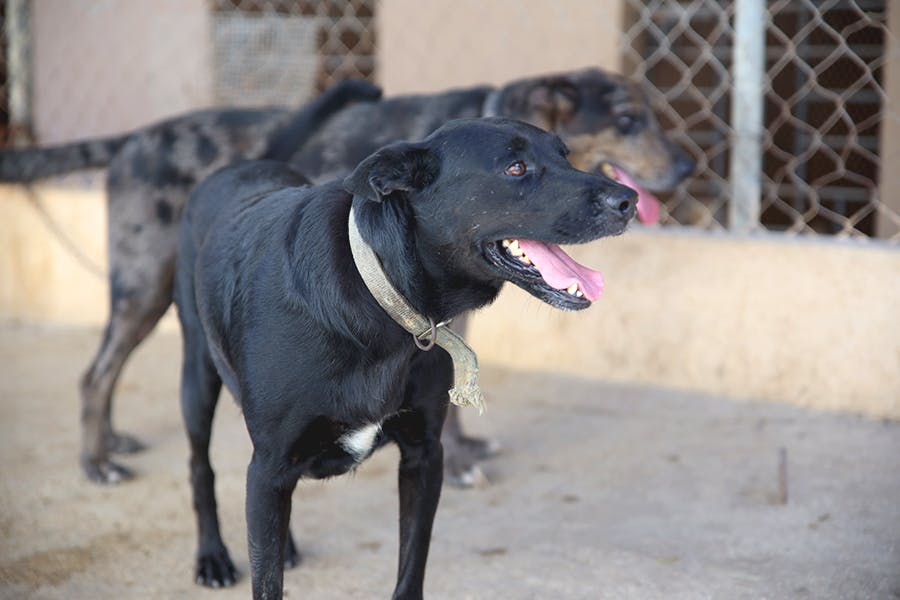 Dogs at the Animal Care project in Jamaica with IVHQ