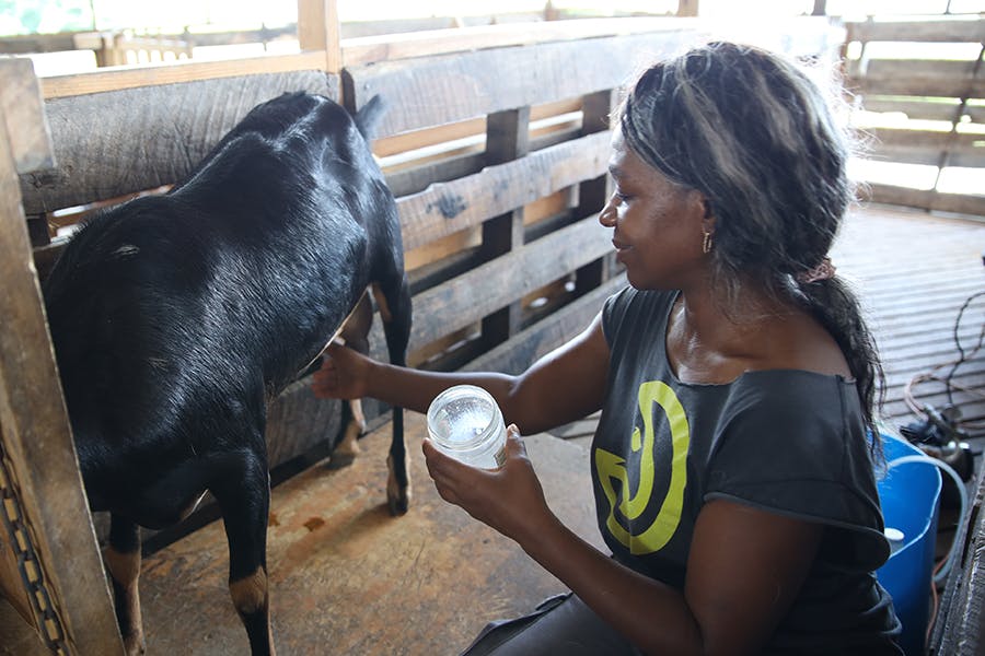 Local staff at the Sustainable Agriculture &amp; Community Development volunteer project in Jamaica with IVHQ
