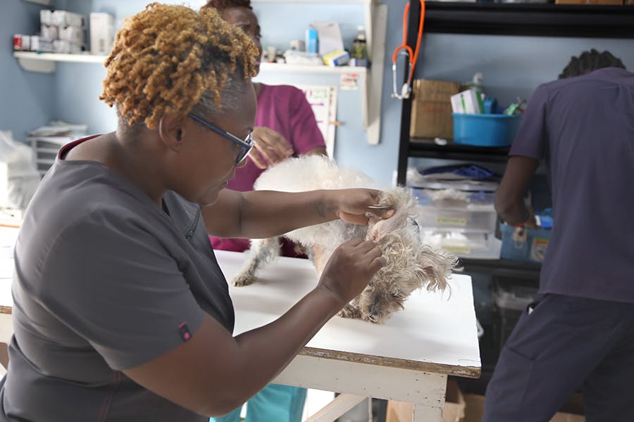 An IVHQ volunteer checking up for a puppy at the IVHQ Veterinary Care project in Jamaica