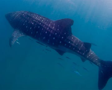 A large whale shark swims gracefully in the open ocean, surrounded by smaller fish. Its distinctive white spots and streamlined body are clearly visible against the deep blue water, capturing a highlight from a marine conservation diving experience in Mozambique.