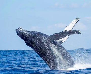 A humpback whale with white-tipped flippers leaps out of the ocean off the coast of Mozambique, splashing back down with power.