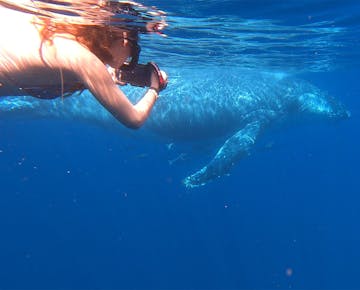 A conservation volunteer captures underwater footage of a humpback whale swimming peacefully, showcasing eco-tourism and marine research in Mozambique.