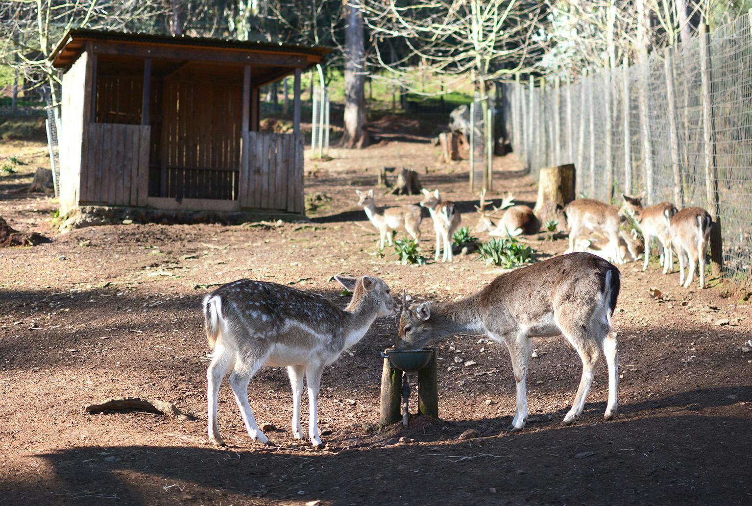 Volunteer in Biological Park Conservation in Portugal with IVHQ