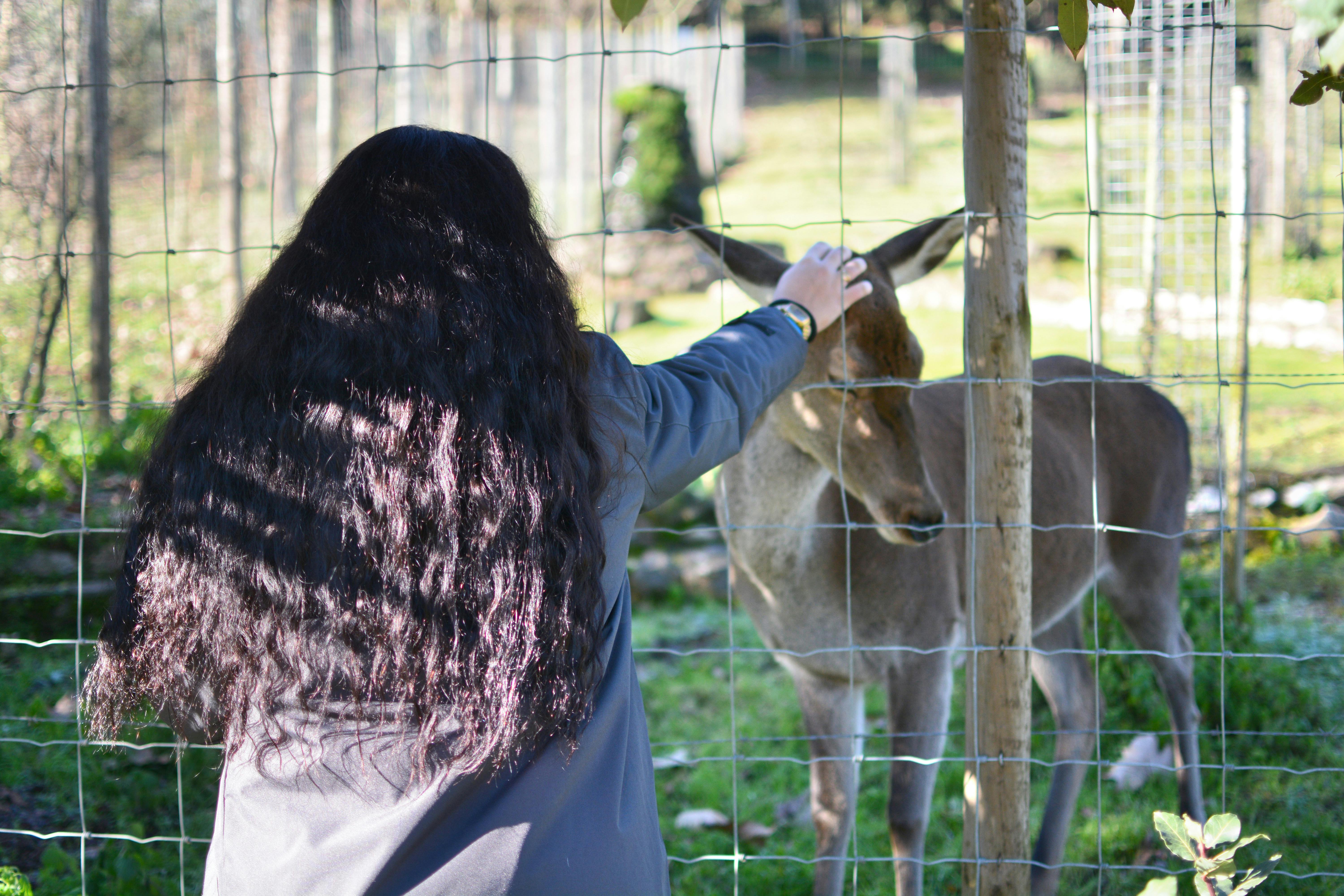 IVHQ Volunteer in Portugal on the Biological Park Conservation project