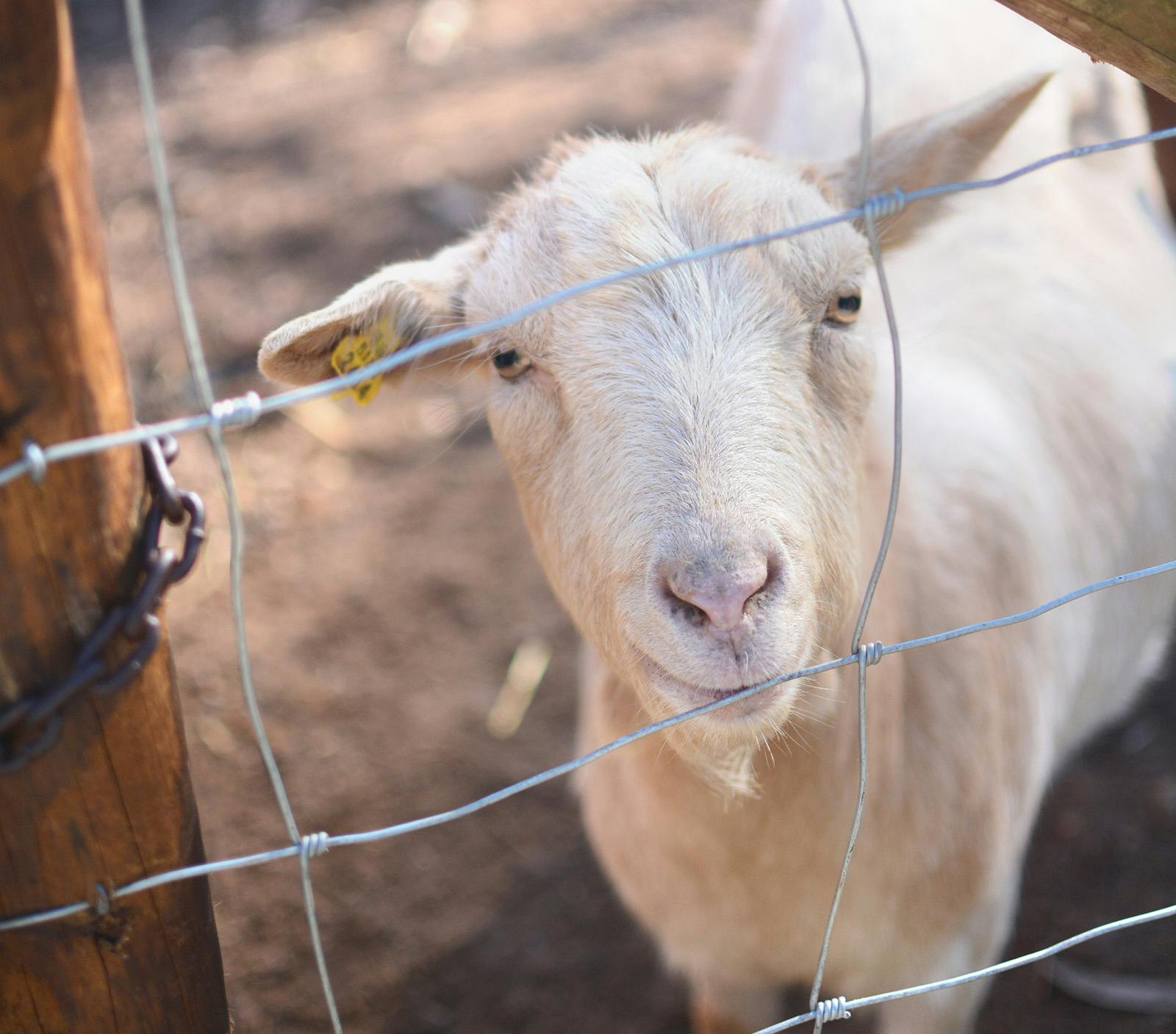 Volunteer on the Biological Park Conservation project in Portugal with IVHQ