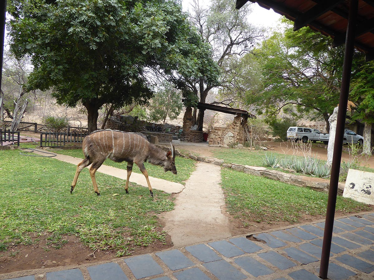 IVHQ Wildlife Conservation accommodation camp in Kruger National Park, South Africa