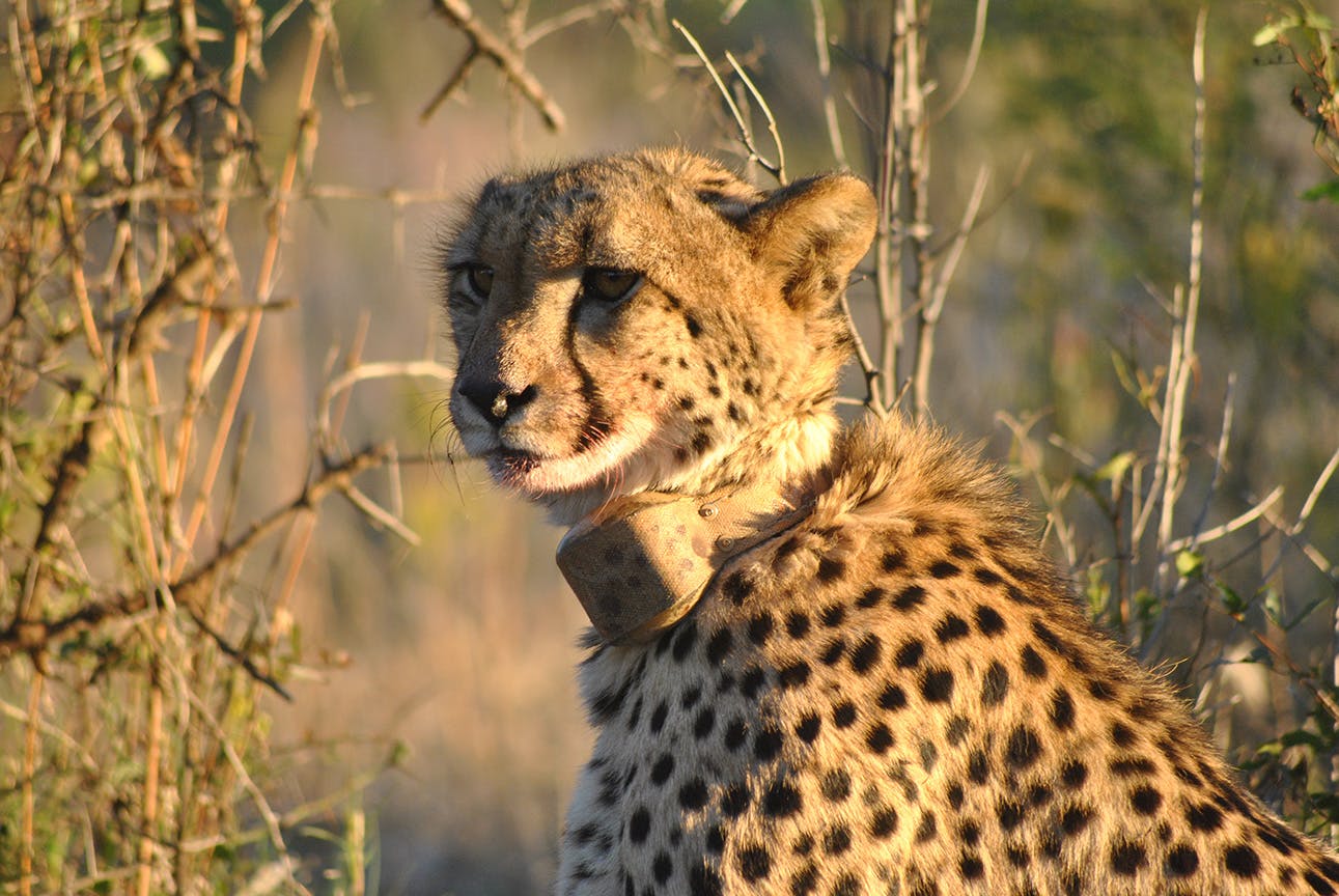 Cheetah on the IVHQ Wildlife Conservation volunteer project in Kruger National Park, South Africa