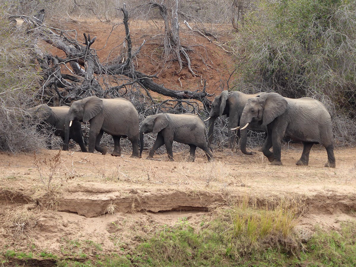 Elephants on the IVHQ Wildlife Conservation volunteer project in Kruger National Park, South Africa